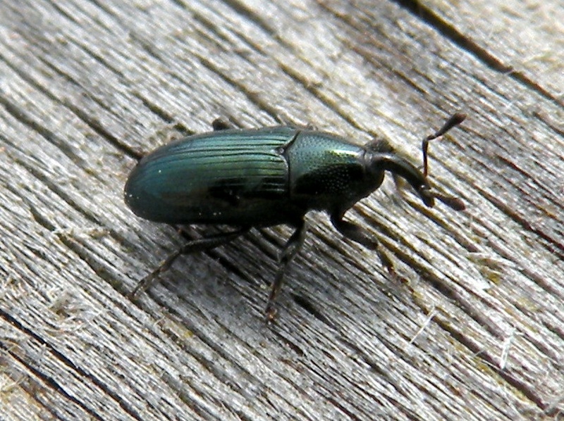 Curculionidae verde